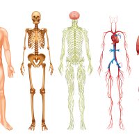Anatomie