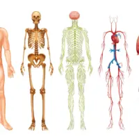 Anatomie