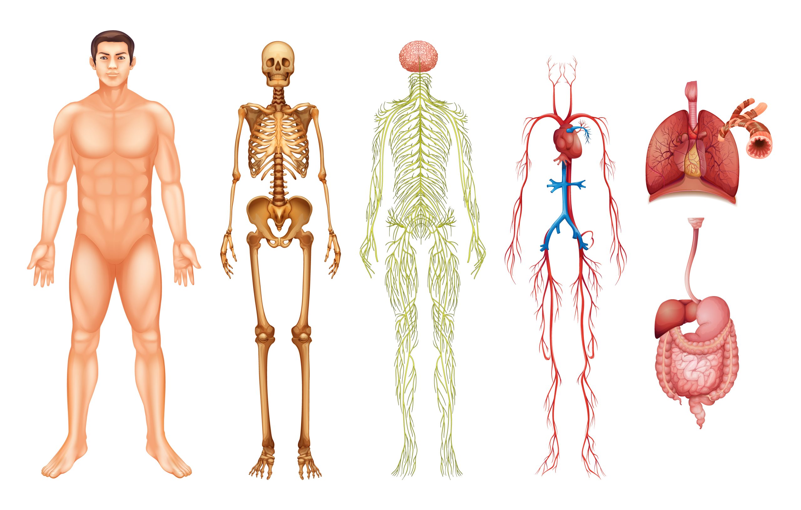 Anatomie